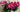 Peony Season At Florist Corner - All About Peonies