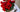 women holding a bouquet of red roses