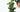 Elevate Your Greenery: Unveiling the Magic of Moss Poles and Totem Poles for Indoor Plants - Plant Parent.101