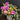 Flowers For You