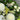 Seasonal Sympathy Flower Arrangement