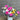Flowers For You