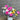 Flowers For You Vase Arrangement for Melbourne Delivery at Florist Corner