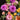 Flowers For You Arrangement Designed by Melbourne Florist at Florist Corner