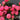 Forever Peonies Flower Bouquet Crafted by Melbourne Florist