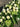 Funeral Flowers Memorial Set Arranged by Mt Waverley Florist for Melbourne Delivery - White & Green
