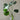 Hydro Monstera in Glass Vase for Indoor Plant Delivery in Melbourne at Florist Corner