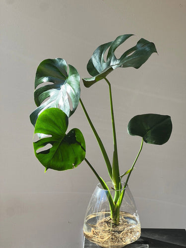Hydro Monstera in Glass Vase for Indoor Plant Delivery in Melbourne at Florist Corner
