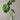 Hydro Monstera in Glass Vase for Delivery of Indoor Plants in Melbourne