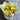 Lemon and Limes Flower Bouquet Created by Melbourne Florist