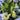Lilies Flower Bouquet Arranged by Melbourne Florist