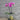 Orchid Plant Water Cultured in Glass Vase at Florist Corner Online Flower Shop
