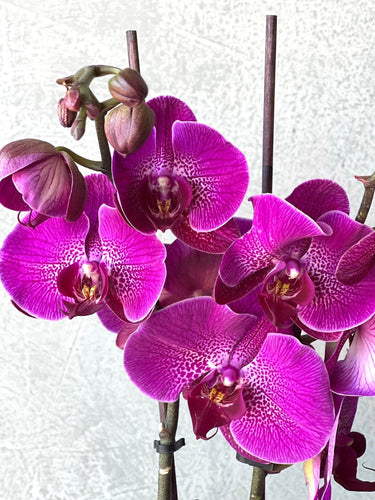 Phalaenopsis Orchid Potted Arranged by Trusted Melbourne Florist - Double Stem