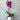 Potted Phalaenopsis Orchid for Indoor Plant Delivery in Melbourne - Double Stem