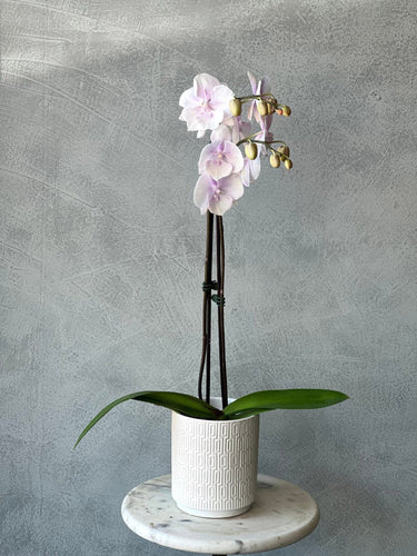 Potted Phalaenopsis Orchid for Delivery of Indoor Plants at Florist Corner - Double Stem
