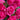 Say It With Roses Valentines Day Pink Rose Bouquet for Roses Delivery in Melbourne