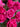 Say It With Roses Valentines Day Pink Rose Bouquet for Roses Delivery in Melbourne