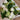 Sympathy Flower Bouquets in Melbourne Crafted by Mt Waverley Florist