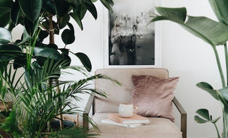Top 10 Air-Purifying Indoor Plants for a Healthier Home or Office - Plant Parent.101