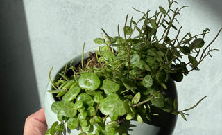 Becoming a New Plant Parent: A Step-by-Step Guide - Plant Parent.101