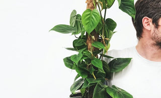 Elevate Your Greenery: Unveiling the Magic of Moss Poles and Totem Poles for Indoor Plants - Plant Parent.101