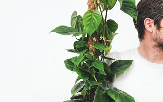 Elevate Your Greenery: Unveiling the Magic of Moss Poles and Totem Poles for Indoor Plants - Plant Parent.101