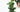 Elevate Your Greenery: Unveiling the Magic of Moss Poles and Totem Poles for Indoor Plants - Plant Parent.101