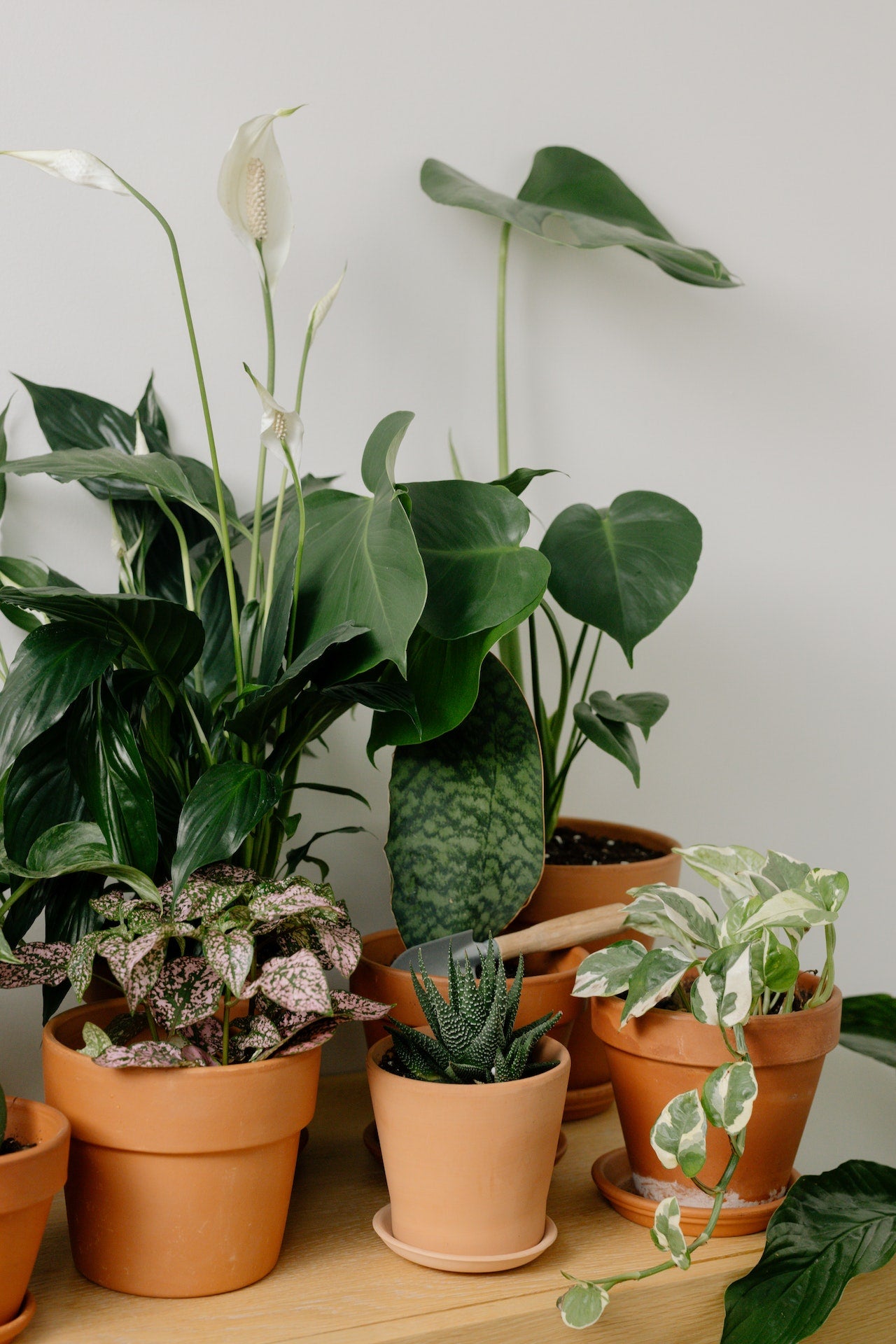 Air Purifying Indoor Plants - Plant Parent.101