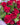 Romance Flowers - Plant Parent.101 