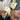 Corsage & Buttonhole