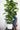Large Indoor Plants - Plant Parent.101
