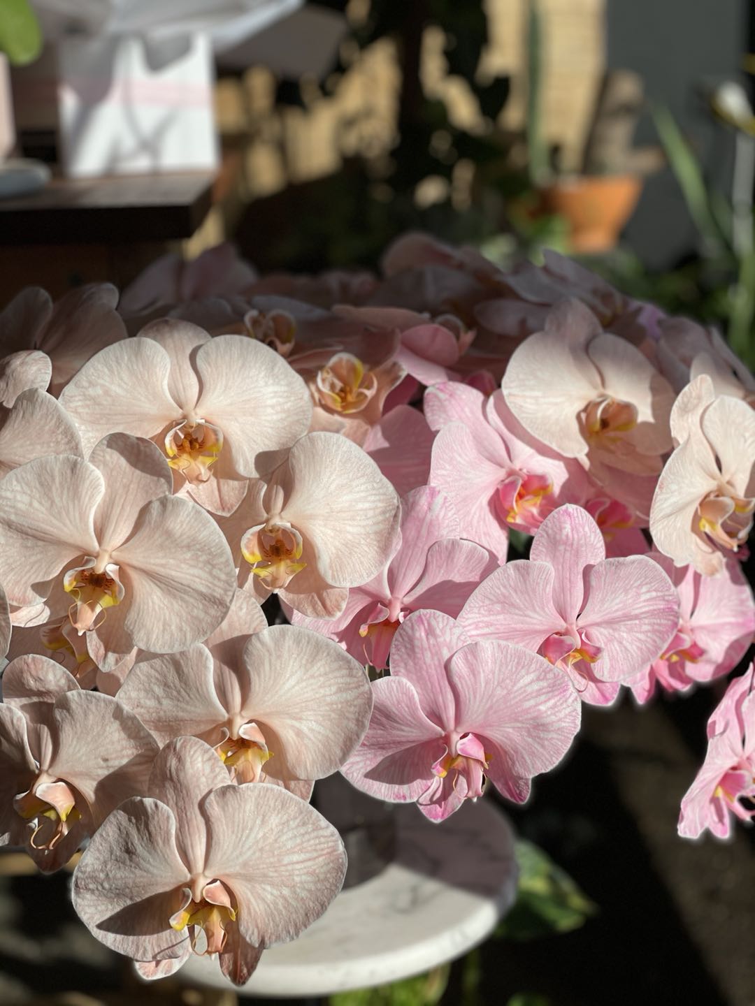 Orchids - Plant Parent.101