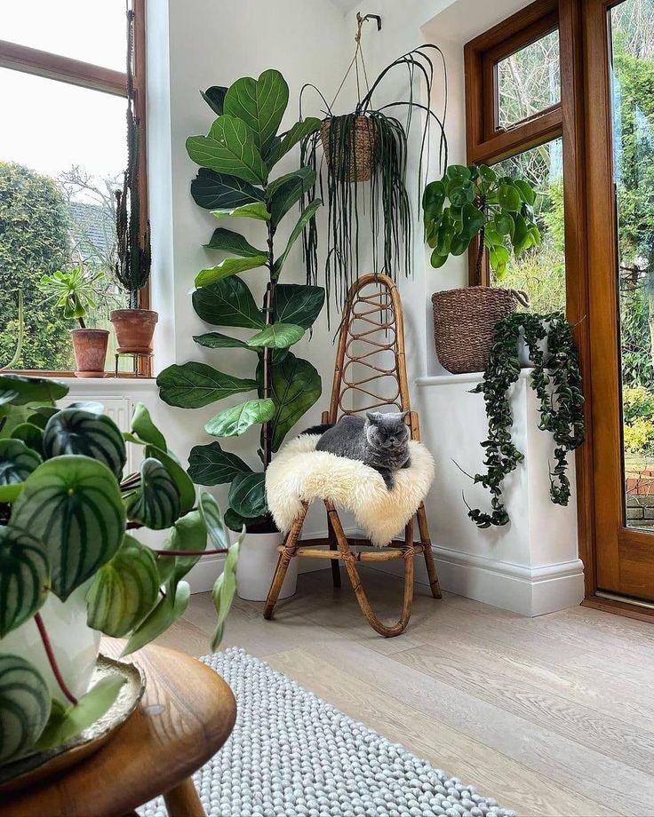 Pet Friendly Indoor Plants - Plant Parent.101