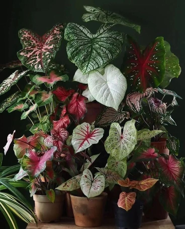 Rare Indoor Plants - Plant Parent.101