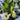Lilies Bouquet