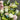 Daily Bloom Seasonal Flower Arrangement