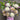 Daily Bloom Seasonal Flower Arrangement