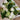 Sympathy Flower Bouquet