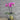 Orchid Plant Water Cultured In Glass Vase