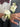 A close-up of a formal corsage and buttonhole set featuring a white rose wrist corsage and matching lapel boutonniere on a man in a grey suit jacket and white shirt.