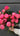 Forever Peonies Flower Bouquet Crafted by Melbourne Florist