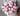 Forever Peonies Flower Bouquet for Melbourne Delivery - 20 Stems in a Vase