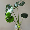 Hydro Monstera in Glass Vase for Indoor Plant Delivery in Melbourne at Florist Corner