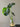 Hydro Monstera in Glass Vase for Delivery of Indoor Plants in Melbourne