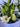 Lilies Flower Bouquet Arranged by Melbourne Florist