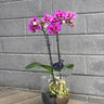 Orchid Plant Water Cultured in Glass Vase at Florist Corner Online Flower Shop