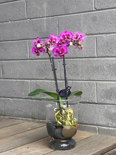 Orchid Plant Water Cultured in Glass Vase at Florist Corner Online Flower Shop
