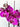 Phalaenopsis Orchid Potted Arranged by Trusted Melbourne Florist - Double Stem