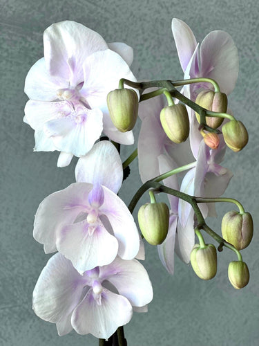 Phalaenopsis Orchid Potted Crafted by Mt Waverley Florist - Double Stem