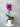 Potted Phalaenopsis Orchid for Indoor Plant Delivery in Melbourne - Double Stem